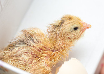 The chicks were hatched from an egg