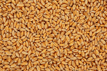 Wheat grain as background. Agricultural background.