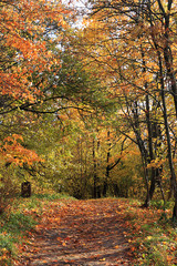 Naklejka premium Autumn park in September on a bright warm day, a path with red leaves. Beautiful bright landscape in the park, seasons, golden autumn season