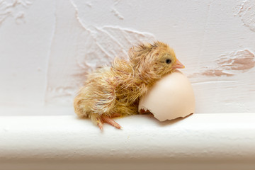 The chicks were hatched from an egg