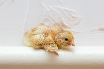 The chicks were hatched from an egg