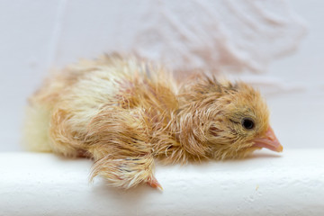 The chicks were hatched from an egg