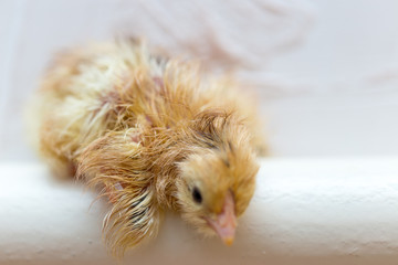 The chicks were hatched from an egg