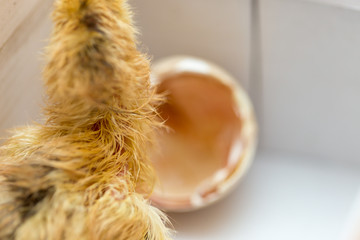 The chicks were hatched from an egg