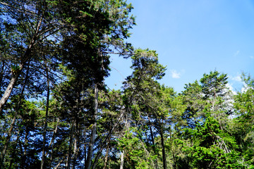 People enjoy a healthy trip in the public park Arvi in the city of Medellin, with a lot of trees, wood bridge and a river