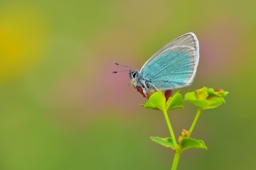 Polyommatus coelestinus 603