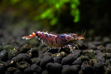 Tiger shrimp pets aquarium fresh water nature pets dark background