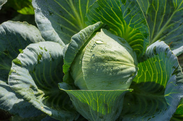 Obraz premium cabbage leaves