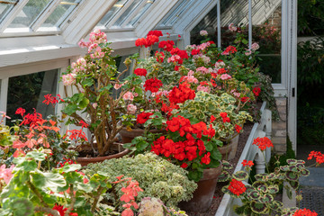 Inside the Greenhouse with flowers