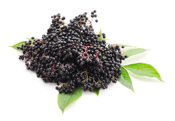 Bouquet of beautiful elderberry.
