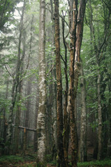 Hiking in the Low Tatra mountains in Slovakia, almost alone on the ridgeway, only majestic mountains