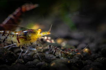 Tiger shrimp pets aquarium fresh water nature pets dark background