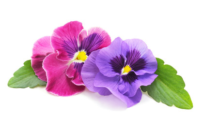 Two beauty violets.