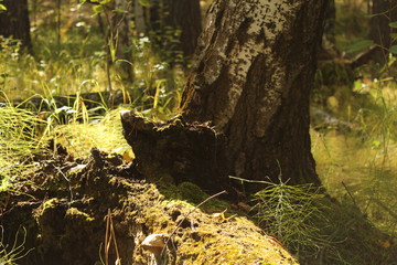Greens in the forest in summer