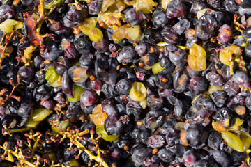 Wine-making. Technology of wine production. The folk tradition of making wine. Wine production in Moldova. The ancient tradition of grape processing.