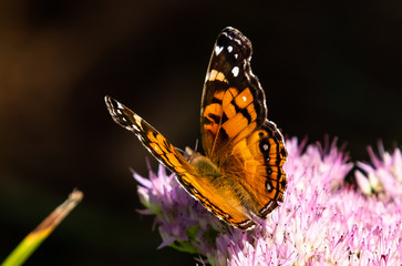 American Lady Butterfly having a Nectar drink