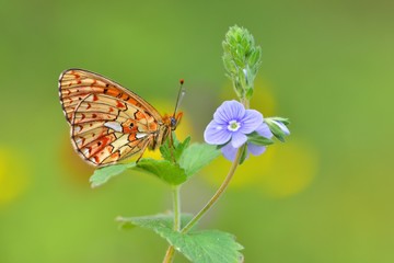 Boloria euphrosyne 600
