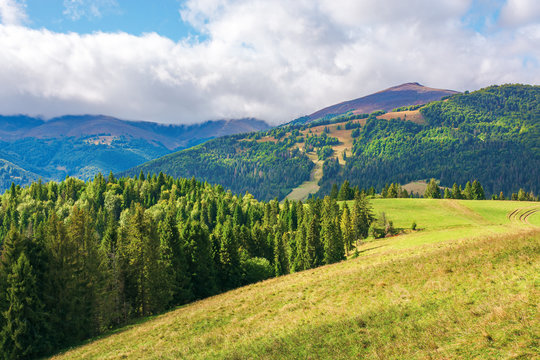 grassy meadow on the hillside. coniferous forest on top of a hill. borzhava mountain ridge in the distance beneath a cloudy sky. wonderful sunny weather of september. beautiful carpathian landscape