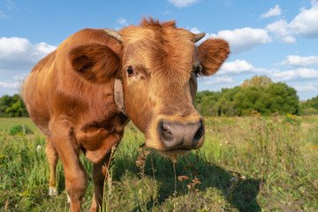 A tired brown calf walks through a green meadow, stretching his head forward