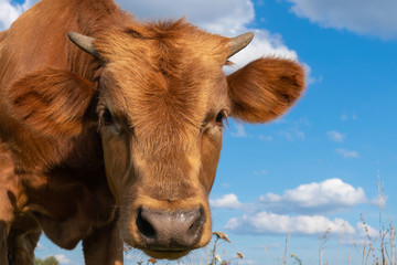 A brown calf is looking into the frame of the camera. Muzzle of a brown bull close-up.