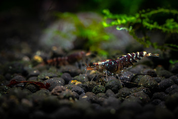 Obraz na płótnie Canvas Tiger shrimp pets aquarium fresh water nature pets dark background