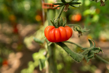 A singe red delicious tomato on a branch in a greenhouse. Summertime in Österlen, Sweden. Harvest.