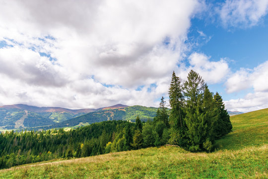 spruce forest on the grassy hill in mountains. borzhava mountain ridge in the distance beneath a cloudy sky. wonderful september weather in carpathians
