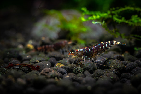 Tiger shrimp pets aquarium fresh water nature pets dark background