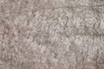 White wool sheep texture, fur close-up. Background sheepskin violet. Texture of purple colored sheep wool.