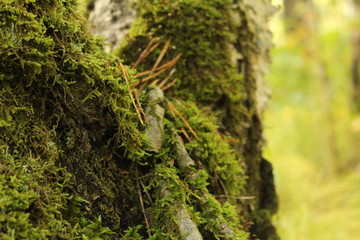 Obraz premium Moss on a tree close-up