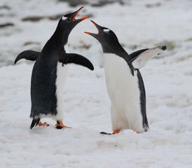 Gentoo Penguins Chattering