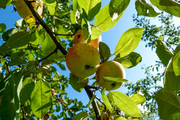 Red ripe apples on apple tree branch, blue sky background