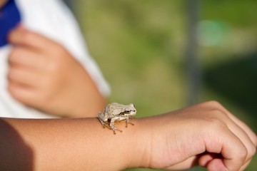 子供がアマガエルを捕まえた