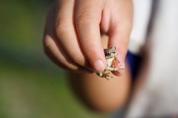 Fototapeta premium 灰褐色のカエルをつまむ