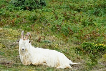 Kashmiri Goat in a Pasture