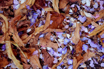 Wedding confetti on ground amongst autumn leaves