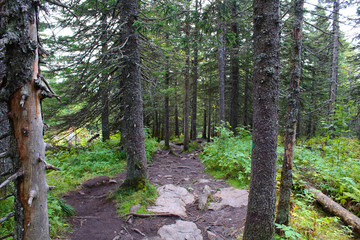 Old pine trees in a mountain forest. Background. Scenery.
