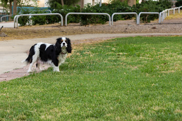 Naklejka na ściany i meble Black and white King Charles Cavalier portrait stay in park outdoor space for walking with domestic pets and looking at camera 