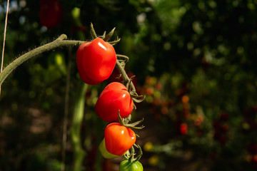 Delicious red tomatoes hanging on branches. Summertime in Österlen, Sweden.