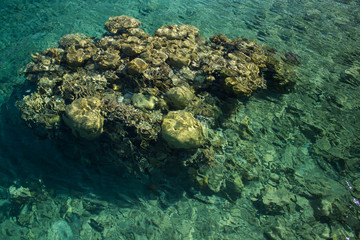 sea bottom view through transparent water with coral reef, clean ecology natural background scenic landscape 