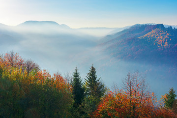 Naklejka na ściany i meble beautiful misty autumn morning in mountains. forested hills in colorful foliage. fog rising above the valley. sunny weather with clear azure sky. magical moments of carpathian countryside