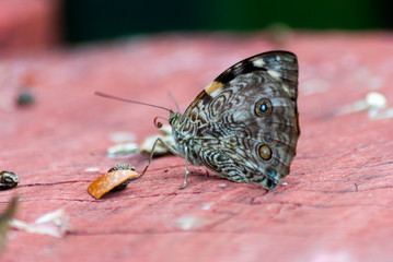 Fototapeta premium Small yellow flower in garden Chrysanthemum indicum L, Garden in Central America, Guatemala, outdoor natural light