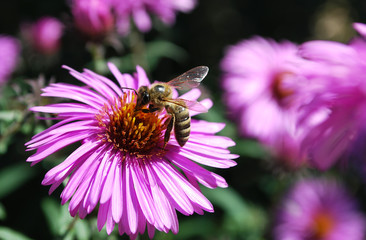 bee on a flower