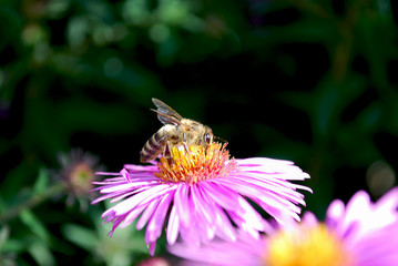bee on a flower