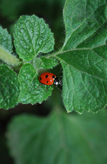 ladybug on green leaf