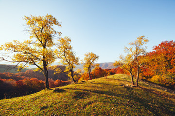 Naklejka premium Stunning image of the bright trees in sunny beams.
