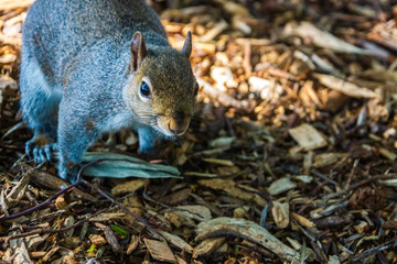 Gray Squirrel, Sciurus vulgaris, lurking on the ground, Ireland