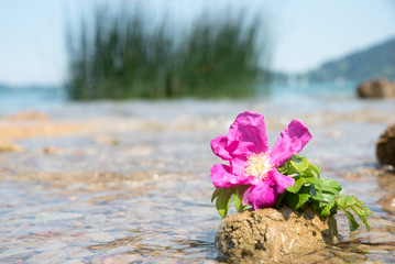 rosa Heckenrosenblüte auf einem Stein am Seeufer, im Wasser