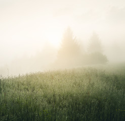 Fototapeta na wymiar Scenic image of misty pasture in the sunlight. Locations Carpathian national park Ukraine, Europe.