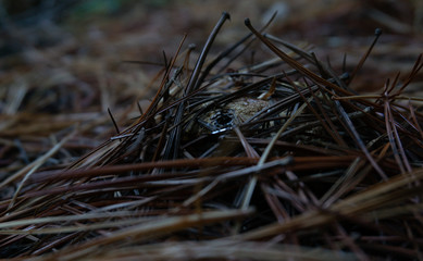 mushroom in the forest